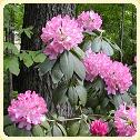 rhodo.jpg